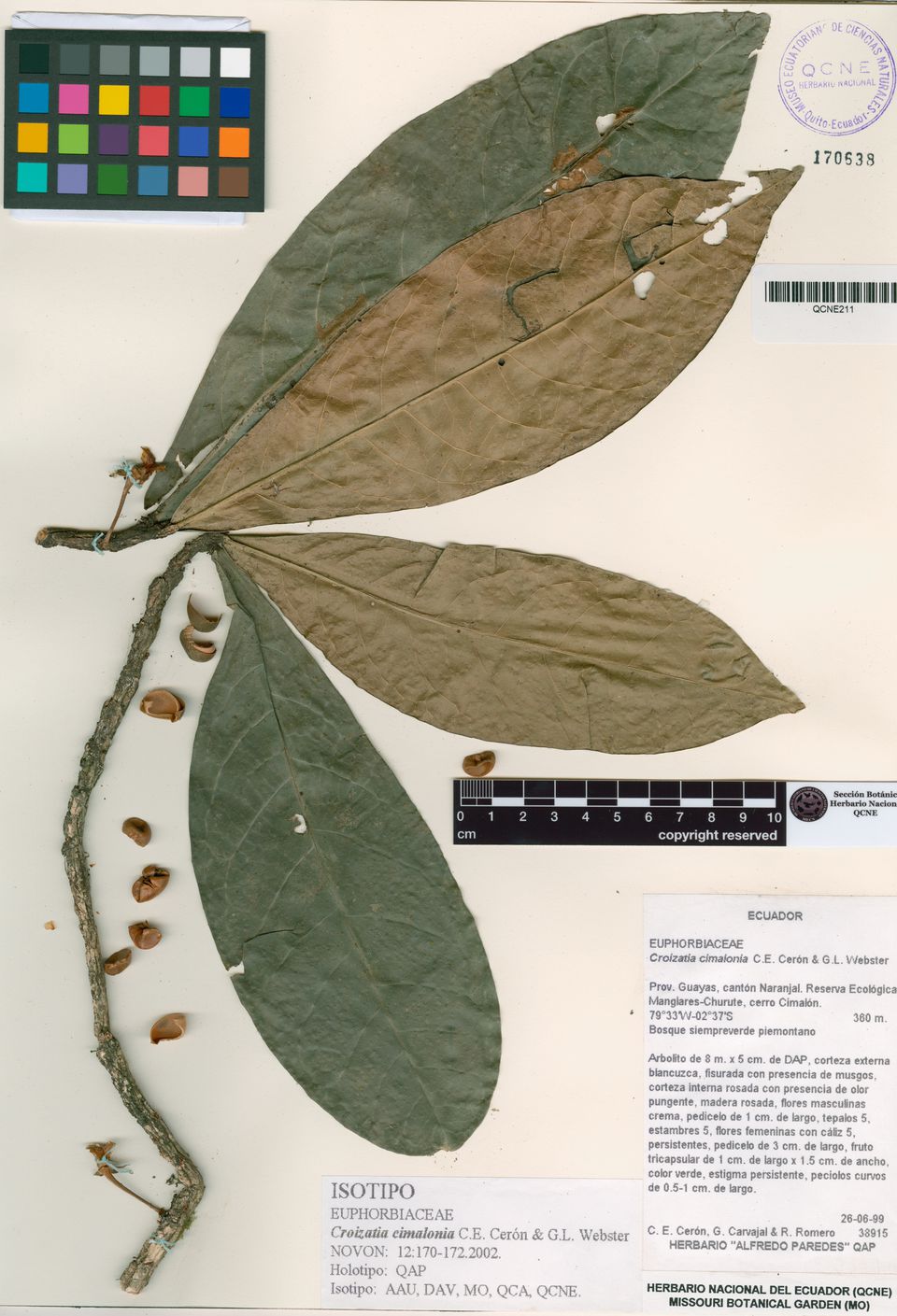 Holotype, Museo Herbario Alfredo Paredes