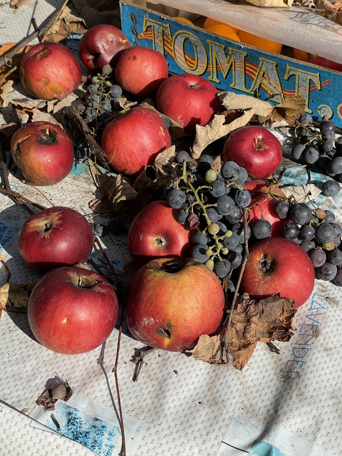 Shirana Shahabzi, House for Five Women