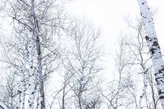 Poplar, oak, and ash trees in Sandy Hook, Manitoba