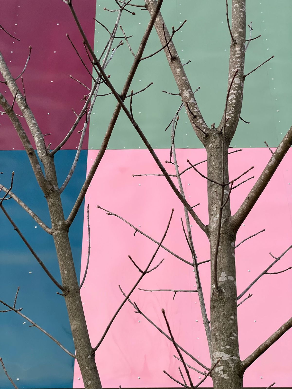 Shirana Shahabzi, House for Five Women