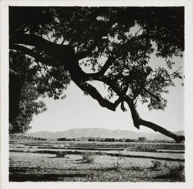 The site of the future Chandigarh, 1951